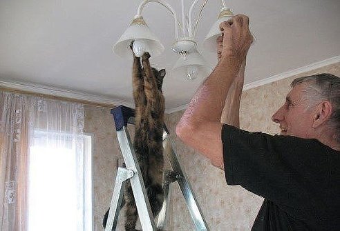 Кот держится за лампу люстры, хозяин вкручивает лампу